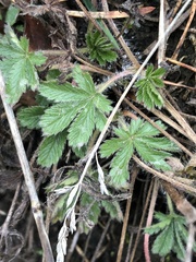 Potentilla recta