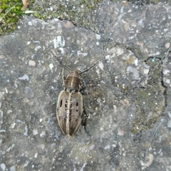 Dorcadion holosericeum