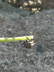 Dorcadion holosericeum