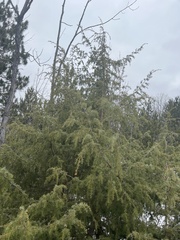 Juniperus communis communis