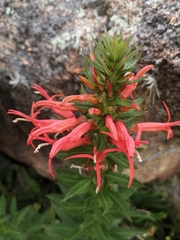 Siphocampylus foliosus