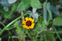 Coreopsis basalis