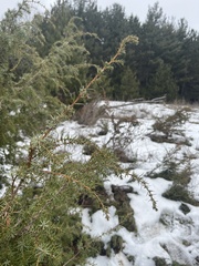 Juniperus communis communis