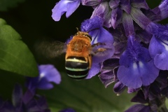 Amegilla cingulata