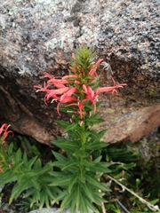 Siphocampylus foliosus