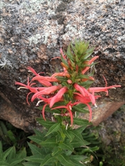 Siphocampylus foliosus