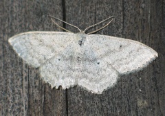 Scopula incanata