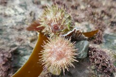 Psammechinus miliaris