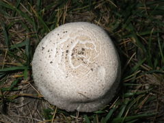 Leucoagaricus barssii
