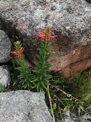 Siphocampylus foliosus