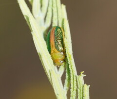 Calomela parilis