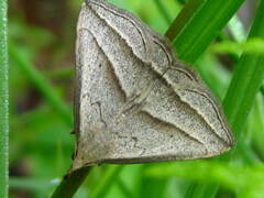 Macrochilo absorptalis