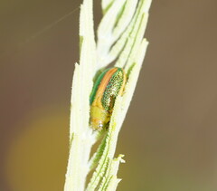 Calomela parilis