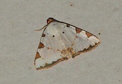 Eulepidotis testaceiceps