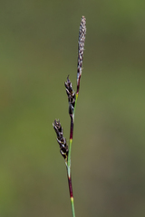Carex richardsonii