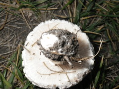 Leucoagaricus barssii