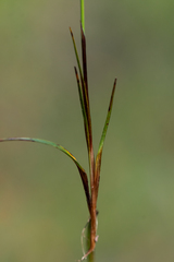 Carex richardsonii