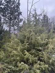 Juniperus communis communis