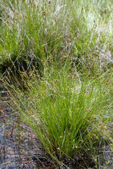 Carex sterilis