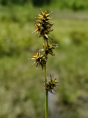 Carex sterilis