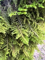 Dendroalsia abietina