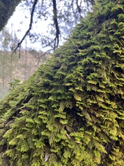 Dendroalsia abietina