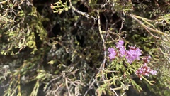 Limonium tuberculatum image