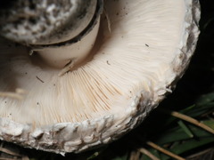 Leucoagaricus barssii