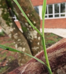 Agrostis stolonifera