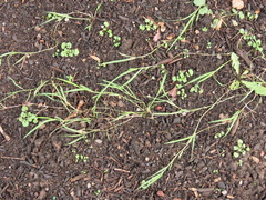 Agrostis stolonifera