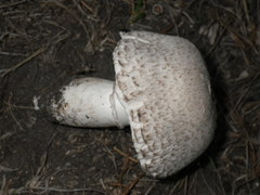 Leucoagaricus barssii