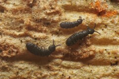 Anurophorus