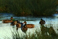 Anas platyrhynchos platyrhynchos