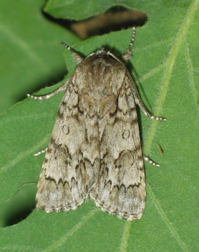 Scarce Dagger