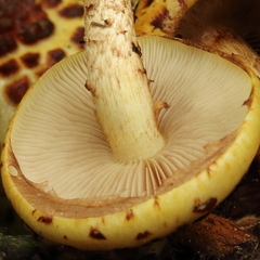 Pholiota glutinosa