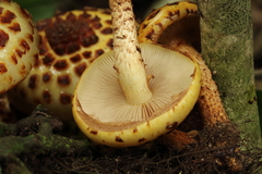 Pholiota glutinosa