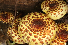 Pholiota glutinosa