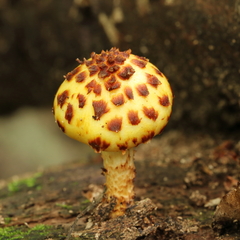 Pholiota glutinosa