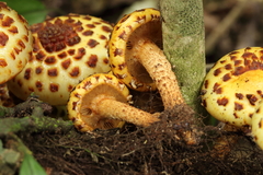 Pholiota glutinosa