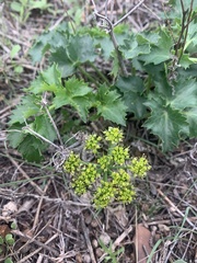Lomatium lucidum