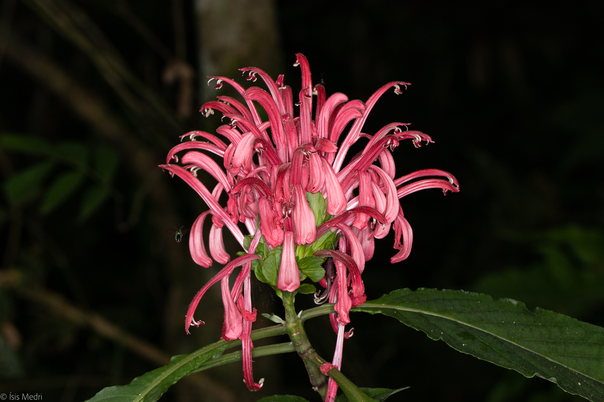 Justicia carnea