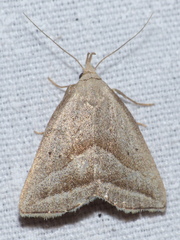 Macrochilo absorptalis