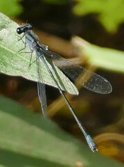 Enallagma cardenium