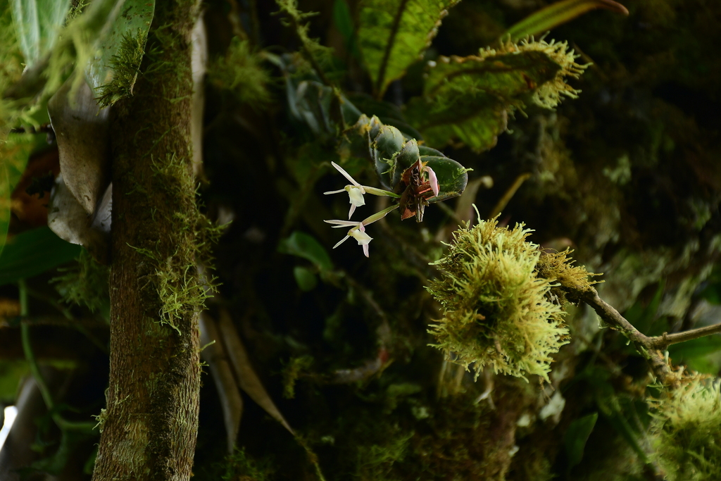 Epidendrum alberti Schltr. 2