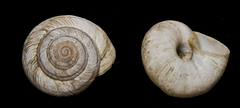 Oreohelix strigosa depressa