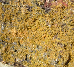 Xanthocarpia feracissima