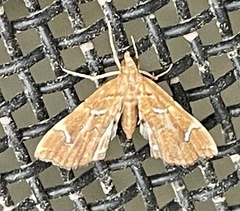Musotima nitidalis