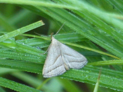 Macrochilo absorptalis