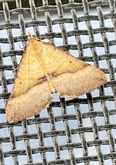 Anachloris subochraria