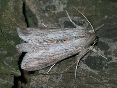 Cucullia dracunculi